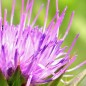 Preview: Mariendistel (Samen)