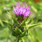 Preview: Mariendistel (Samen)