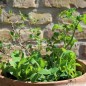 Preview: Markerbse Little Marvel (Samen)