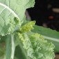 Preview: Markstammkohl (Samen)
