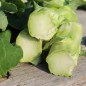 Preview: Markstammkohl (Samen)