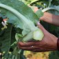 Preview: Markstammkohl (Samen)