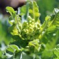 Preview: Markstammkohl (Samen)