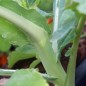 Preview: Markstammkohl (Samen)