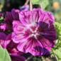 Preview: Mauretanische Malve (Samen)