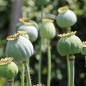 Preview: Mazedonischer Braunmohn (Samen)