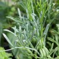 Preview: Meerfenchel (Samen)