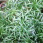 Preview: Meerfenchel (Samen)