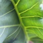 Preview: Meerkohl (Samen)