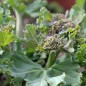 Preview: Meerkohl (Samen)