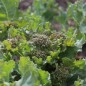 Preview: Meerkohl (Samen)