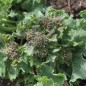 Preview: Meerkohl (Samen)