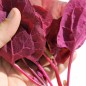 Preview: Melde violett (Samen)