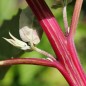 Preview: Melde zweifarbig (Samen)
