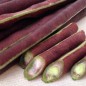 Preview: Augenbohne Pink Eyed Purple Hulled (Samen)
