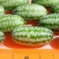 Preview: Mexikanische Minigurke (Samen)