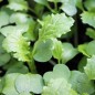 Preview: Microgreens Broccoletto (Samen)