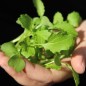 Preview: Microgreens Broccoletto (Samen)