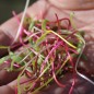 Preview: Microgreens Happy Rainbow Mischung (Samen)