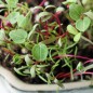 Preview: Microgreens Milde Mischung (Samen)