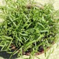 Preview: Microgreens Möhrenmischung (Samen)