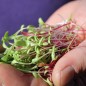 Preview: Microgreens Red and White Mischung (Samen)