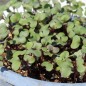 Preview: Microgreens Rotkohl (Samen)