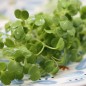 Preview: Microgreens Rucola (Samen)