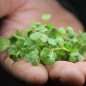 Preview: Microgreens Rucola (Samen)