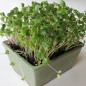 Preview: Microgreens Scharfe Mischung (Samen)