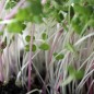 Preview: Microgreens Scharfe Mischung (Samen)