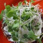 Preview: Microgreens Scharfe Mischung (Samen)