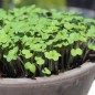 Preview: Microgreens Weißer Senf (Samen)