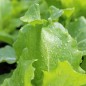 Preview: Mini-Chinakohl Tokyo Bekana (Samen)
