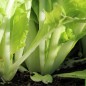 Preview: Mini-Chinakohl Tokyo Bekana (Samen)