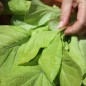 Preview: Mini-Chinakohl Round Leaf (Samen)