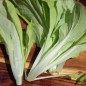 Preview: Mini-Chinakohl Round Leaf (Samen)