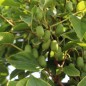 Preview: Mini-Kiwi Issai zwittrig (Pflanze)