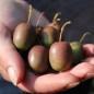 Preview: Mini-Kiwi MSU weiblich (Pflanze)