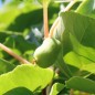 Preview: Mini-Kiwi Jade Moon weiblich (Pflanze)