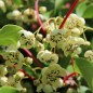 Preview: Mini-Kiwi Amandus männlich (Pflanze)