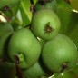 Preview: Mini-Kiwi Bojnice weiblich (Pflanze)