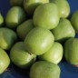 Preview: Mini-Kiwi Favorit weiblich (Pflanze)