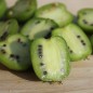 Preview: Mini-Kiwi Favorit weiblich (Pflanze)