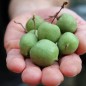 Preview: Mini-Kiwi Meyer's Cordifolia weiblich (Pflanze)