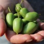 Preview: Mini-Kiwi Issai zwittrig (Pflanze)