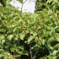 Preview: Mini-Kiwi Kokuwa zwittrig (Pflanze)