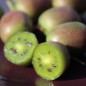 Preview: Mini-Kiwi MSU weiblich (Pflanze)