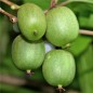 Preview: Mini-Kiwi Rogów weiblich (Pflanze)