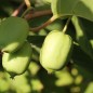 Preview: Mini-Kiwi Rogów weiblich (Pflanze)